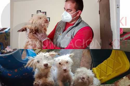 Propaem rescata perritos, víctimas de maltrato animal en Metepec